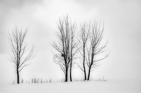 风景中的三棵树团体天气旅行木头环境草地国家场景白色乡村背景图片
