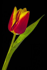 红色黄色的郁金香花瓣花园庆典绿色植物植物群工作室叶子植物学背景图片
