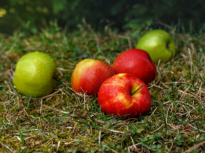 有红绿皮肤的苹果 在春日躺在草地上高清图片