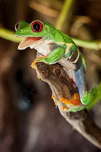 红眼青蛙在树枝上高清图片