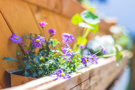 自己在自己的花园里做花盒 用欧元调色板做的春花吊篮植物风格盒子爱好者装饰托盘花箱diy阳台背景图片