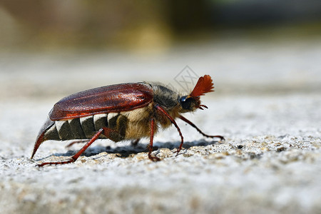 出错自然界中美丽的甲虫 鸡尾酒 宏观镜头花园漏洞野生动物季节错误天线宏观环境触角生活背景