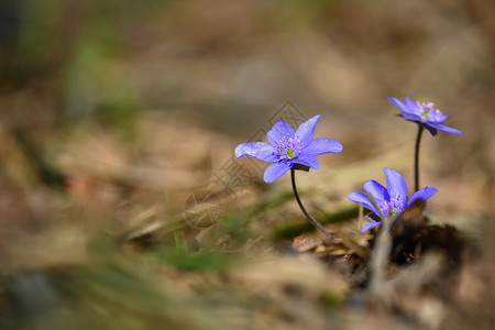 双肾草春花 森林中第一朵盛开的鲜花 希帕提卡荒野森林蓝色植物花朵肝叶季节仙草花瓣肾草背景