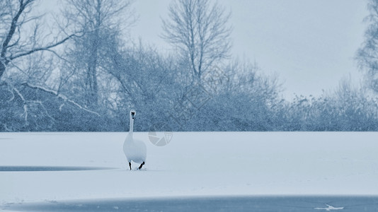 芬兰天鹅冬天的天鹅 冬天的鸟儿景色很美游泳飞行动物鸟类航班荒野野生动物蓝色羽毛反射背景