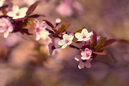 绯月樱春花 美丽的盛开的树枝 樱桃 樱月和有天然颜色背景的太阳植物群季节园艺樱花压痛宏观花瓣植物投标果园背景