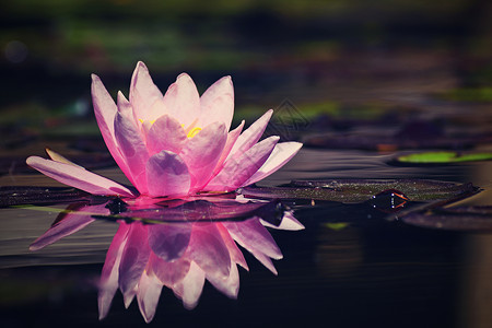 亚泽沃美丽的粉色水滴     池塘中的莲花 尼姆法亚 沃特利叶子热带冥想荷花情调软垫植物学植物群百合花瓣背景