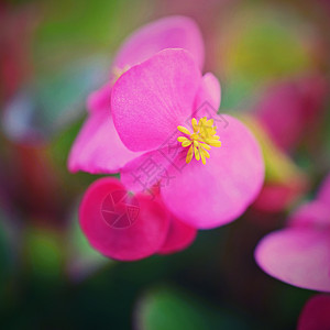 花盆里鲜艳的粉红色花朵公园宏观植物植物学花瓣叶子花园生长植物群园艺背景图片
