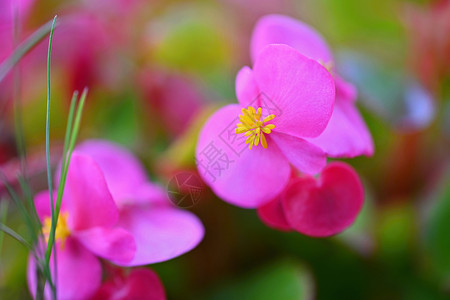 花盆里鲜艳的粉红色花朵花瓣公园宏观花园框架叶子植物植物学生长园艺背景图片