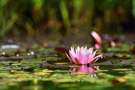 花朵 水面上鲜艳的百花丽 天然多彩模糊的背景 尼姆法亚植物学冥想热带花瓣池塘叶子花园公园荷花植物背景