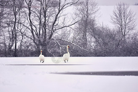 芬兰天鹅冬天的天鹅 冬天的鸟儿景色很美动物池塘荒野飞行航班鸟类羽毛反射野生动物游泳背景