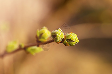 丁香花蕾园艺发芽高清图片