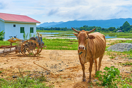 农场工人小屋在热带岛屿上一个亚洲村庄的一个小型私人路边农场的一头奶牛水牛鼻子喇叭牧场场地天空动物工作野生动物农业背景