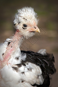 斑点叉尾鮰赤颈白色和黑色斑点鸡叉背景