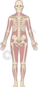 人体骨骼系统身体骨骼解剖图图表 Vecto背景图片