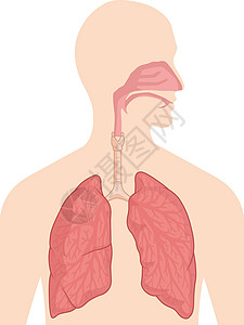 会厌炎呼吸系统身体器官解剖图矢量绘图设计图片