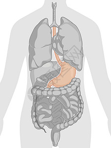 人体内部器官胃解剖身体部分卡通矢量绘图高清图片