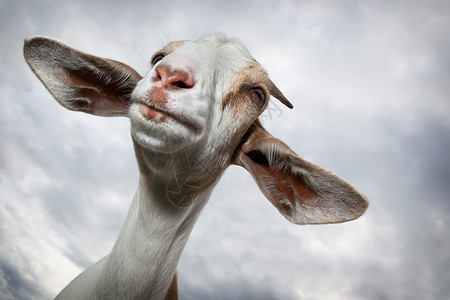 大耳朵的山羊高清图片