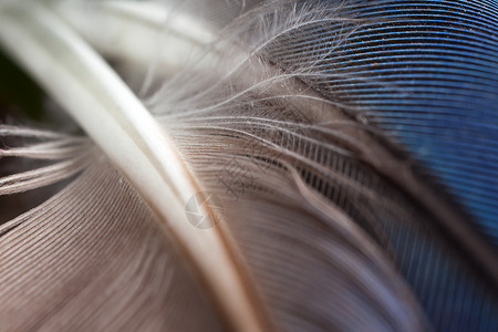 鹦鹉羽毛翅膀蓝色动物异国热带宏观情调背景图片