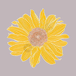 单向日葵头数字绘图黄色和赤土色 灰色背景上有白色轮廓背景图片