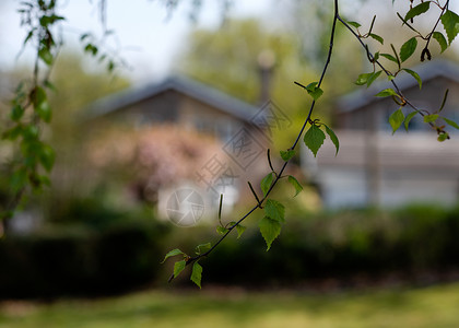 春日用树叶对付房屋分支机构森林叶子天空生长绿色季节环境公园桦木背景图片
