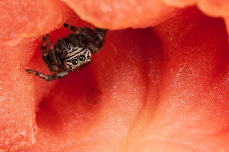 红色现场动物昆虫蓬蓬裙蜘蛛荒野细胞漏洞蔬菜跳跃食盐背景