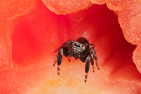 蓬蓬裙红色现场昆虫漏洞蔬菜蜘蛛细胞荒野眼睛野生动物跳跃宏观背景