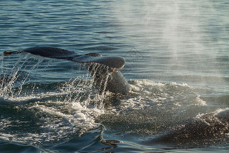 海深时见鲸下潜时的母背鲸尾巴背景
