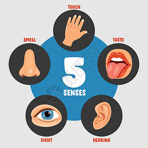 五种感官概念与人体器官插图解剖学洞察力情怀舌头部位身体孩子鼻子卡通片背景图片