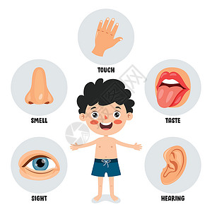 五种感官概念与人体器官插图解剖学耳朵生理卫生洞察力舌头孩子们身体医疗插画