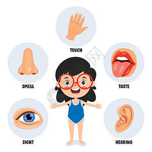 捂着耳朵的孩子五种感官概念与人体器官鼻子孩子们部位解剖学眼睛插图教育卫生身体保健插画