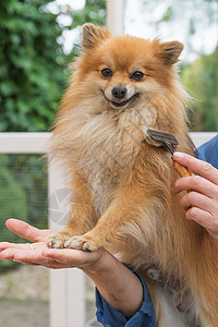 萨德尼亚可爱的博美犬高清图片