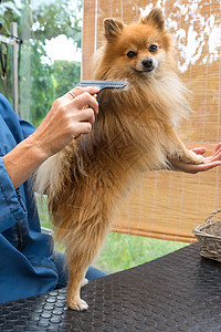 波美拉尼亚德国史匹兹狗在沙龙里摆姿势高清图片