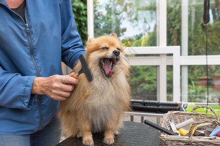 斯帕尼亚欢笑的波美拉尼亚德式德国史匹兹狗背景