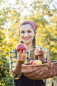 水果果园的农妇手持苹果供奉服务水果篮营养收成女孩篮子果农采摘苹果树送货背景图片