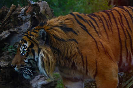 在公园里对一只成年老虎进行监视背景图片