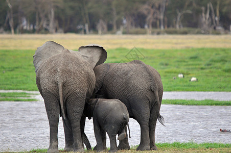 安博塞利国家公园的大象环境领导者荒野象科马拉哺乳动物马赛国家动物獠牙背景图片