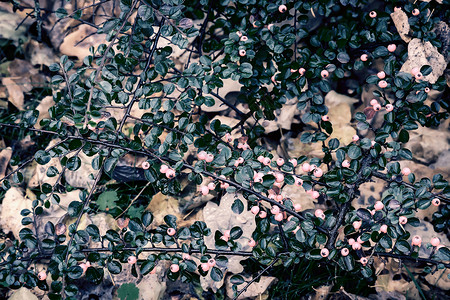 伏牛花与浆果的背景图像分支深色花园植物群季节植物红色叶子团体生长水平背景图片