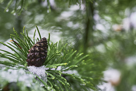 带雪的松果树木季节场景松树雪花公园问候语木头宏观植物背景图片