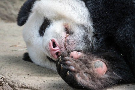 动物熊熊边框巨型熊熊熊在吃竹子后 在森林雨中睡着时 它正在睡觉毛皮濒危动物园熊猫哺乳动物黑色白色栖息地野生动物公园背景