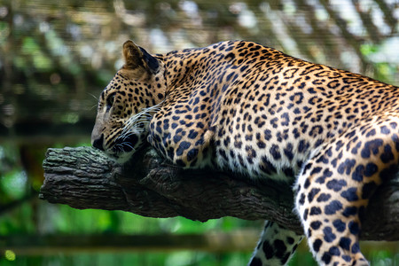 在新加坡动物园的树枝上休息时 一只豹豹豹豹美洲豹豹豹艺术哺乳动物危险猎人热带荒野动物园丛林橙子动物背景图片