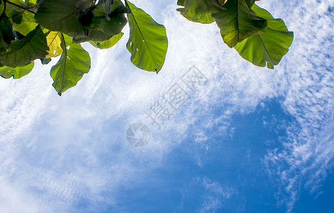 查看树下天空的顶端植物太阳场景绿色柚木季节阳光叶子背景图片