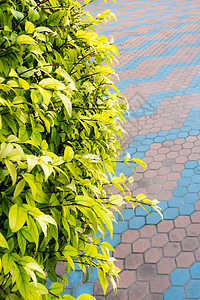 观赏树的小叶子和混凝土砌块地板绿色地面人行道铺路石头平铺花园植物背景图片