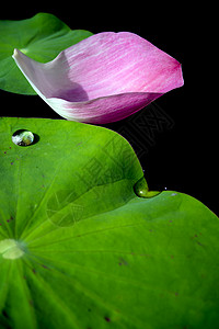 荷叶上的水露叶子植物花园粉色池塘绿色环境背景图片