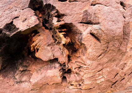 木化石地质学棕色的高清图片