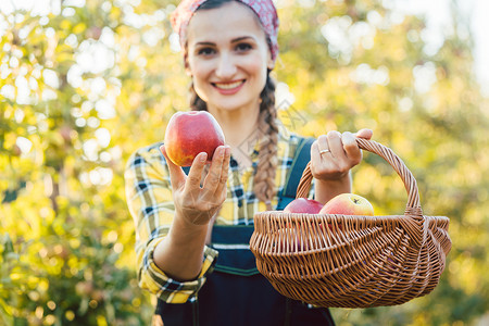 水果果园上的女人 把苹果放进相机水果篮农家女采摘送货女孩苹果树果农奉献营养农业背景图片