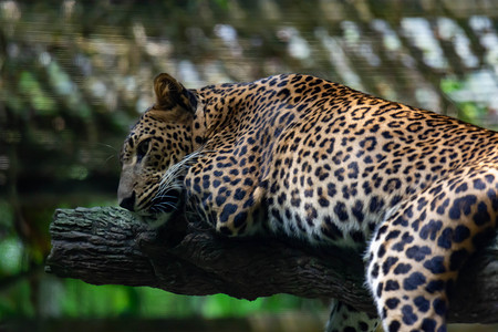 在新加坡动物园的树枝上休息时 一只豹豹豹豹美洲豹豹豹热带捕食者环境食肉动物园哺乳动物公园橙子旅行野生动物背景图片