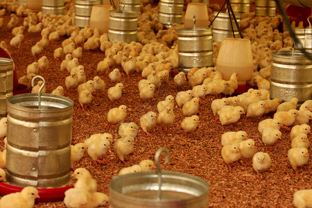 在巴西的鸡肉养鸡场工业农场养殖鸡舍乡村食物牧场小鸡马背家禽背景图片