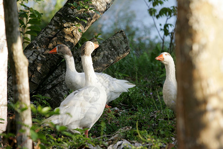 乌鬃鹅白色的湖边高清图片
