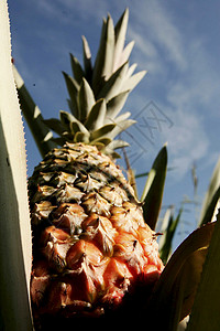 南巴希亚的菠萝种植园高清图片