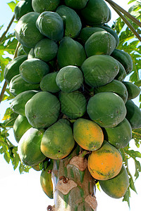 木瓜蛋白酶木瓜种植园农民甜点多样性蔬菜家庭植物学环境食物植物热带背景